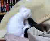 �Ƃ��Ƃ����ꂽ�c
