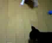 �{�[���˂�