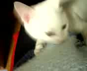 �Z�[�^�[��H����������̊�