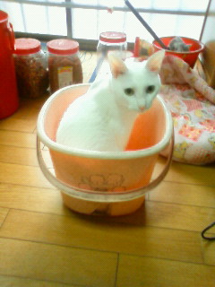 �o�P�c����ӂ������