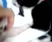 �ɂ������ނɂނ�