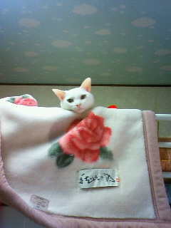 2011/06/06
