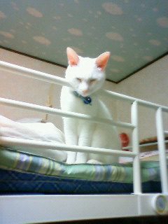 �ӂ�����񂪍����i�D�ŐQ�Ă���