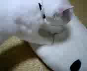 �ɂ��ɂ�