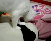 �܂��ӂ�����񂪂ɂ��ɂ�