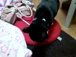 ����e�X�g�B