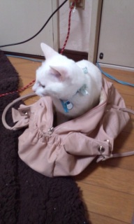�����̂Ă�O�̋V���Ƃ��ĔL��˂�����