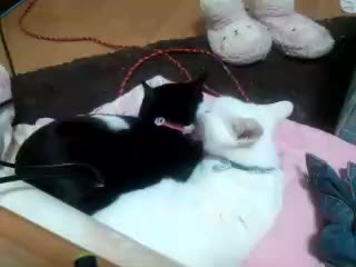 2�ɂ��؂�؂�