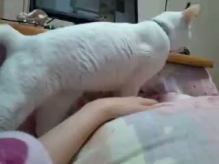�ӂ������