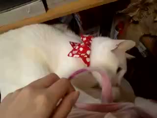 �ӂ������