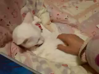 �ӂ������