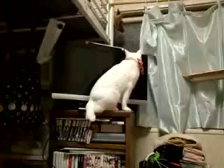 �ӂ������