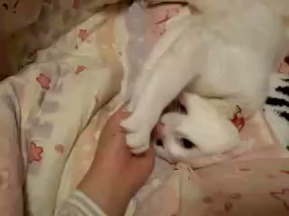 �ӂ������