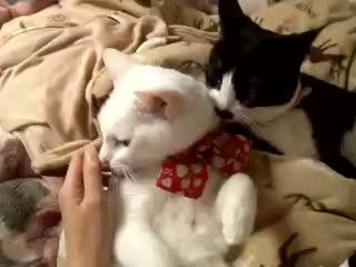 2�ɂ��