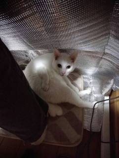 �ӂ������